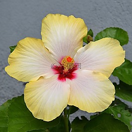 花,芙蓉花,黃色的花