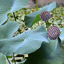 蓮花,鮮花,水生植物
