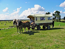 馬,團隊,貨車