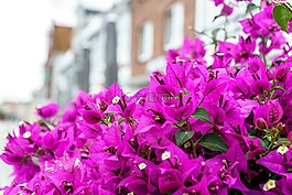 travemünde,鮮花,粉紅色