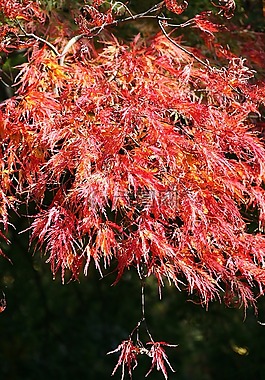 秋季,秋天的樹葉,樹葉