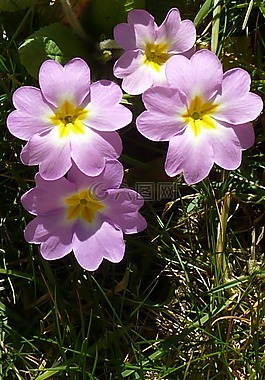 報(bào)春花,花,植物