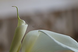 馬蹄蓮,百合,白
