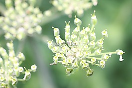 廠,綠色,開花