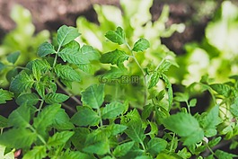 番茄,葉子,植物
