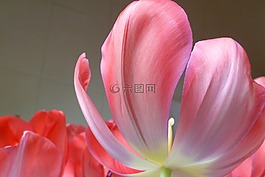郁金香,紅色,春天