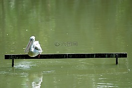鵜,鳥,孤獨(dú)