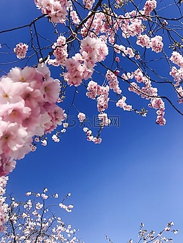 藍色的天空,粉紅色的花朵,夏天