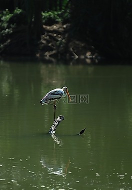 鵜,鳥,孤獨(dú)