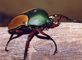 bug,cetonia,昆虫
