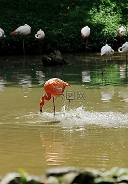 鵜,鳥,孤獨(dú)