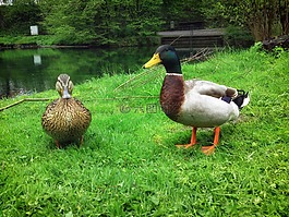 鴨子,鳥,特寫