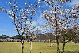 beoc 花,春天,景观