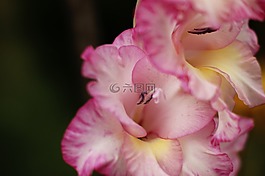 花,粉色,性質(zhì)