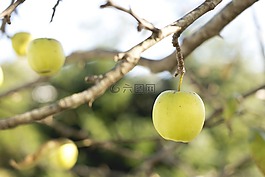 蘋果,水果,食品