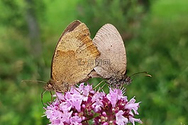 蝴蝶,配對,繁殖