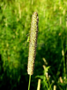 草,昆蟲,宏
