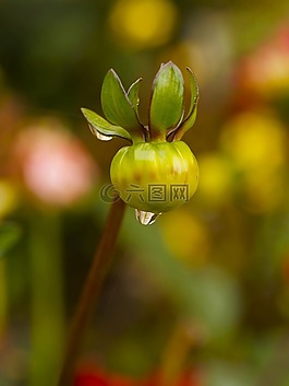 鮮花,芽,大麗花