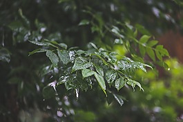 滴,雨,葉子