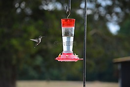 鳥,蜂鳥,飛行