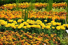 花壇,黃橙,盛開