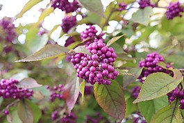 紫,秋季,漿果