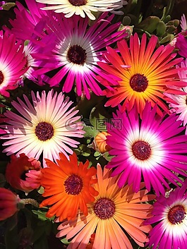 花,花瓣,植物