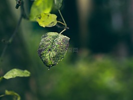 植物,葉,綠色