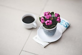 花,长寿,粉红色