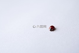 瓢蟲,昆蟲,甲蟲，昆蟲