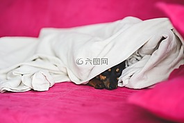 睡眠,狗,小狗
