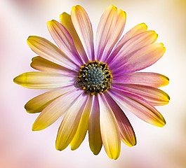 花,性質(zhì),花瓣