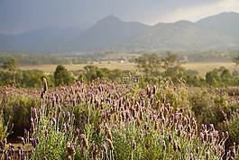 薰衣草,國家,花