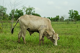 牛,自然,動物