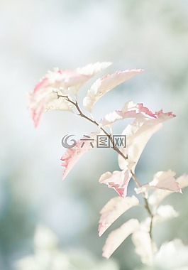 光,廠,灌木