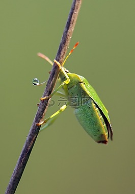 bug,宏,關(guān)閉