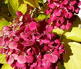 繡球花,勃艮第,花園
