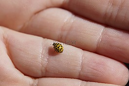 瓢蟲,蘑菇瓢蟲,甲蟲