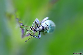 bug,polydrosus sericeus,宏
