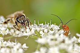bug,蜜蜂,宏