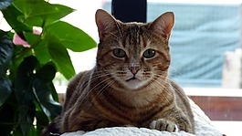 貓,沙發(fā),貓科動物