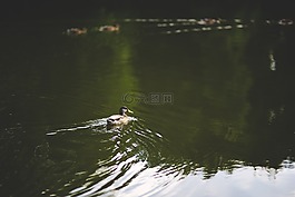 鴨,鳥,水