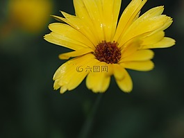 花,黃色,夏季