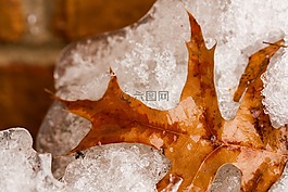 冻结,叶,雪