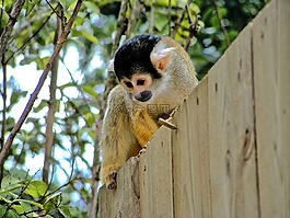 猿,動物園,動物