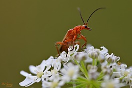 bug,宏,昆蟲(chóng)