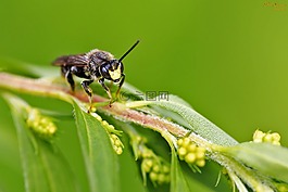 bug,黃蜂,宏