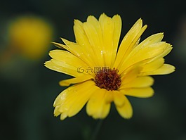 花,黃色,夏季