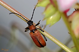 宏,甲殼蟲,bug