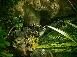 青蛙,蟾蜍,两栖类动物